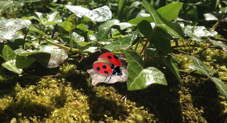 ladybird on ivy